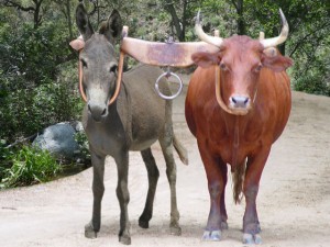 ox_and_donkey