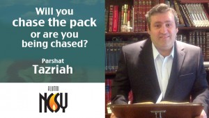 Tazriah Rabbi Leshak